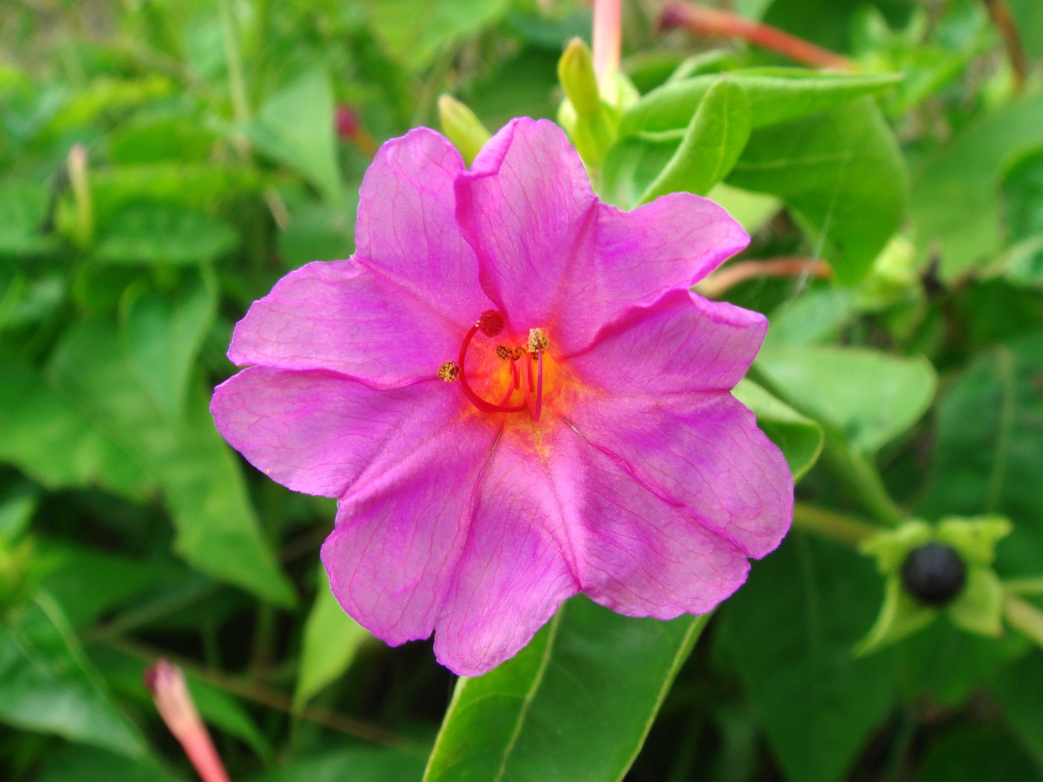 Mirabilis Jalapa L.